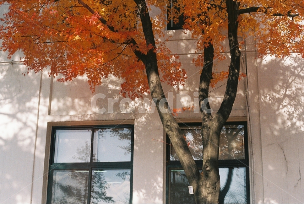 정독도서관,종로,가을,정원,창문,조용한,분수,fall,autumn,seoul,차분한,가을,계절,fall,autumn,season,식물,자연,plants,nature,나무,trees,wood,tree,plant