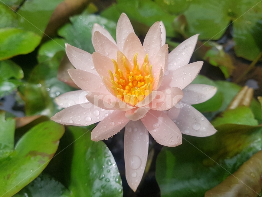 plant,식물,flower,꽃,blossom,pondlily,연꽃