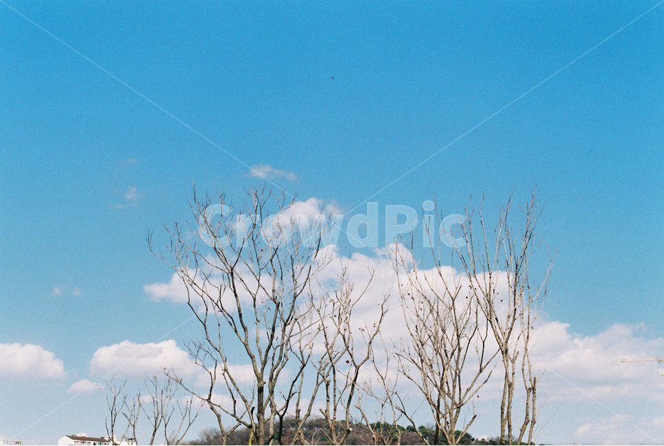 하늘,구름,봄하늘,맑음,풍경,나무,sky,필름,필름카메라,film,filmphotography,자연,풍경,nature,landscape,outdoors,옥외