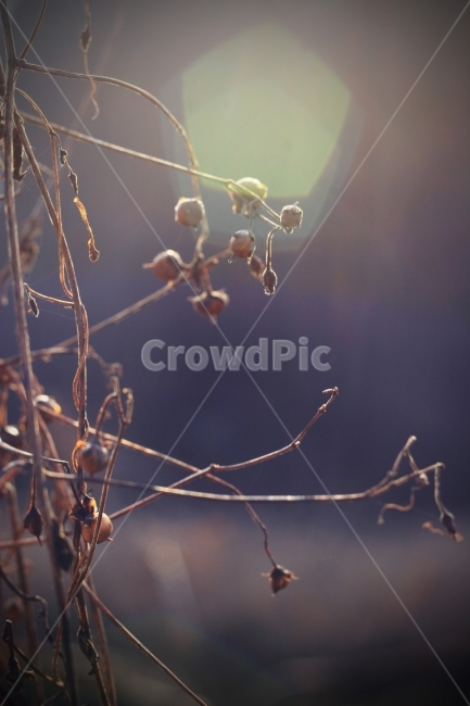 자연,풍경,여행,겨울,빛,식물,자연,plants,nature,감성,sensible,feeling