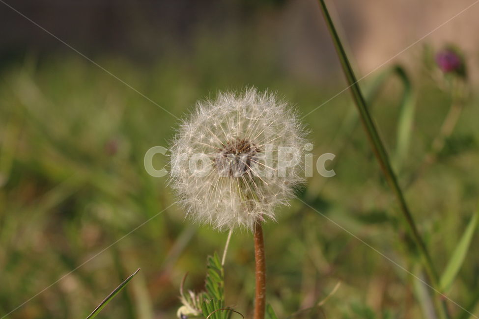 봄,민들레,홀씨,바람,희망