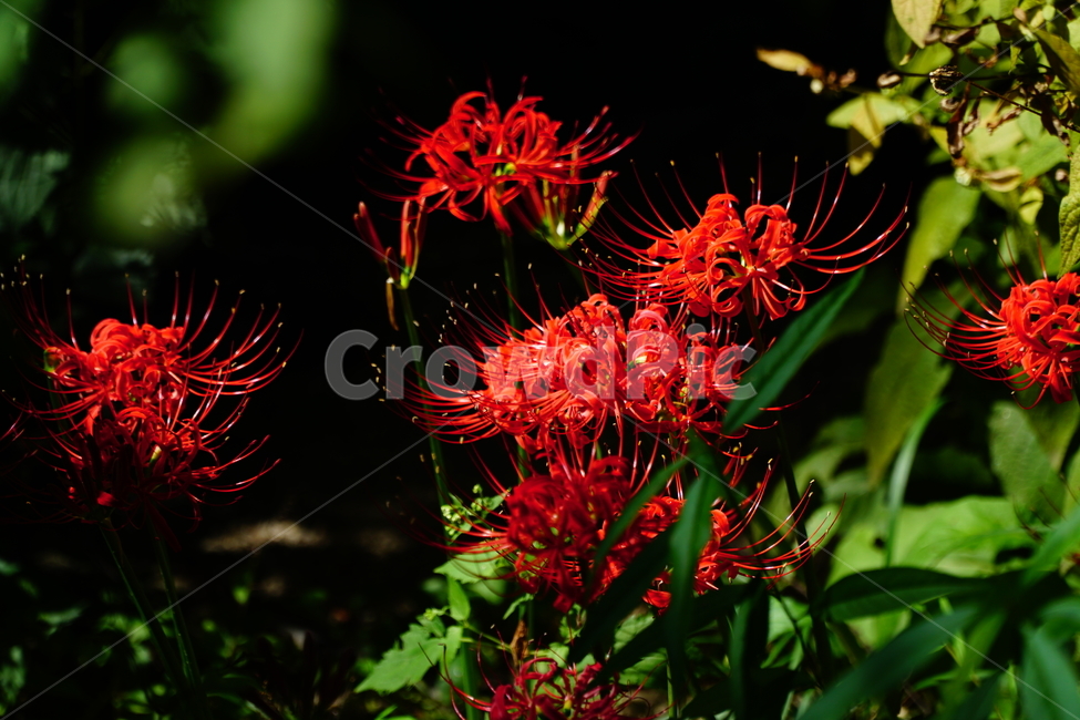 꽃무릇,꽃,식물,플라워,flower,자연,nature,plants,9월,가을,fall,autumn,september,꽃밭,화단,꽃사진,가을꽃,식물,자연,plants,nature,꽃,flower