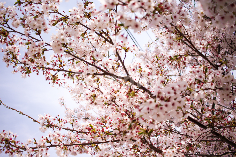 벚꽃,봄꽃,꽃,시골,핑크꽃,봄,계절,spring,season,식물,자연,plants,nature,꽃,flower,plant,blossom