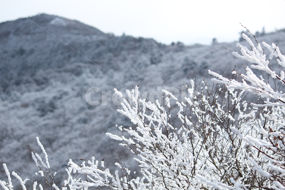 설산,눈,겨울,나무,눈꽃,산,하얀,겨울,계절,winter,season,식물,자연,plants,nature
