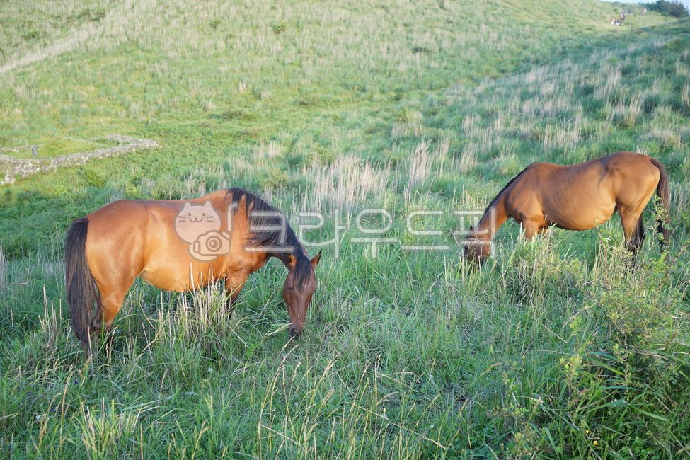 Jeju dialect,Jeju dialect,horse,brown horse,horse