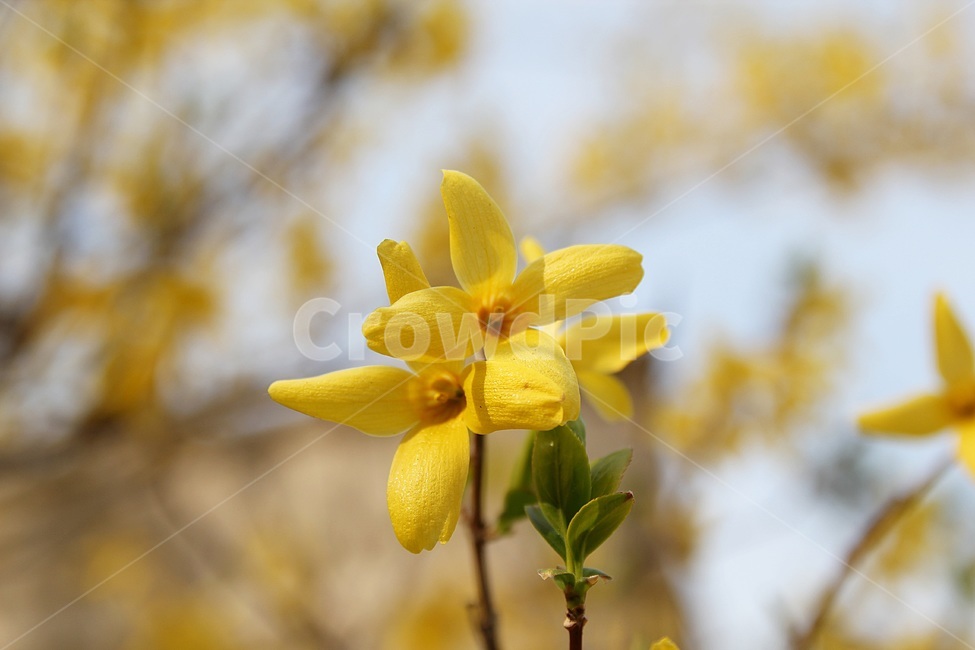plant,식물,petal,꽃잎,flower,꽃,blossom,개나리,노란색,봄,상춘객,나무