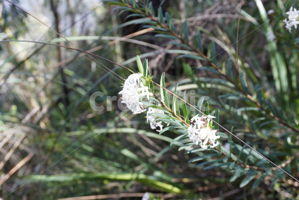 꽃,봄,식물,햇살,자연,식물,자연,plants,nature,꽃,flower