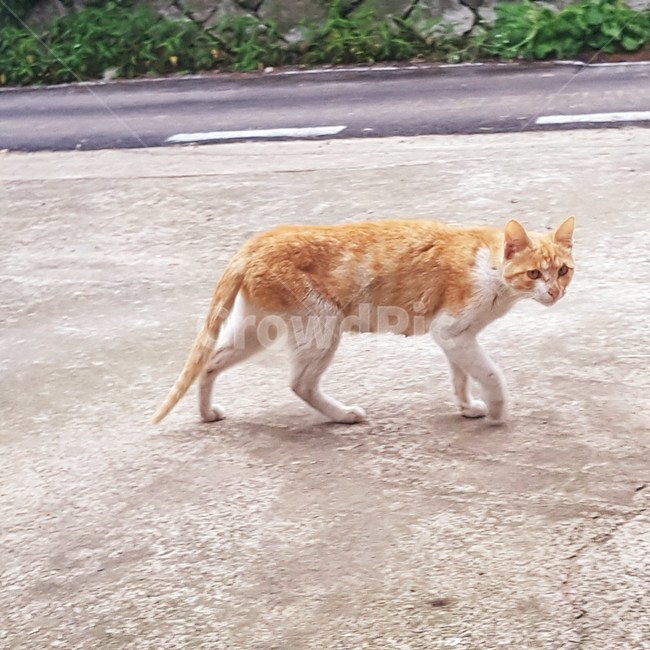 고양이,노려봄,길고양이,마당,눈