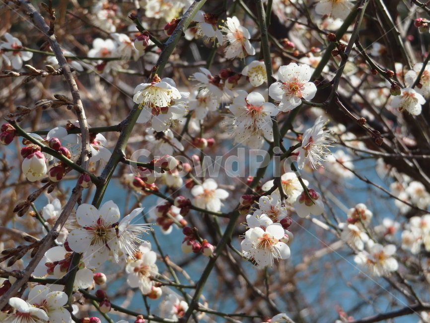 피어나다,꽃,분홍색,흰색,아름다움,식물,공원,귀여운,벚꽃,comeout,flowers,pink,white,beautiful,plants,parks,pretty,cherryblossoms