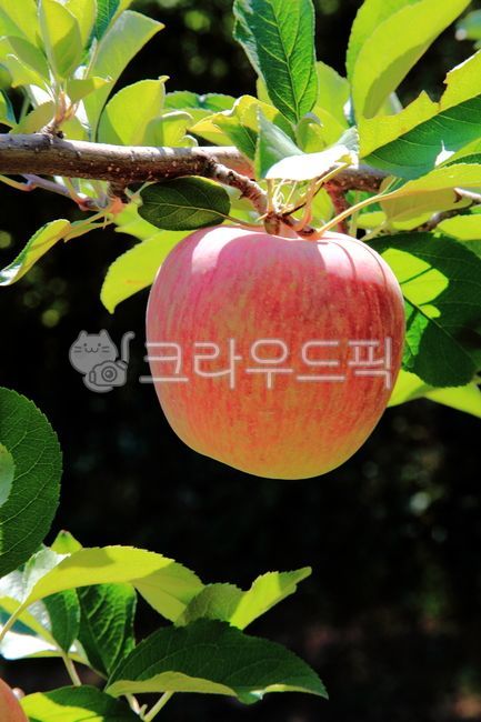 사과,사과밭,과수원,사과나무,시골,고향,과일