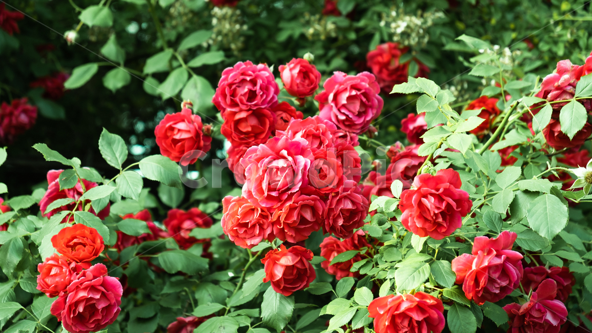 장미,장미꽃,rose,꽃,flower