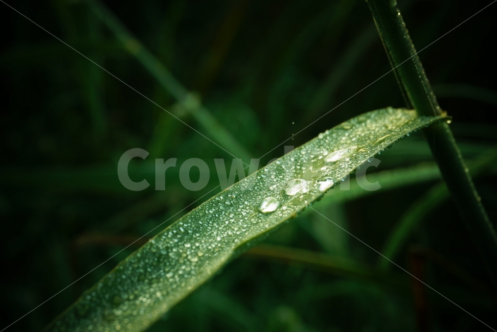 풀,이슬,비,물,식물,자연,휴식,힐링,rest,relaxation,healing,식물,자연,plants,nature