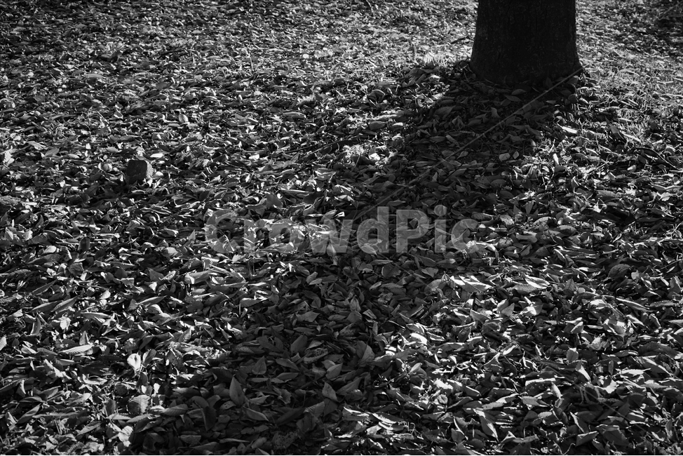 흑백,가을,외로움,나뭇잎,그림자,autumn,fall,leaf,backlight,역광,shadow,monotone,bw,loneliness,solitary,모노톤,흑백사진,가을,계절,fall,autumn,season,흑백,모노톤,monochrome,black and white,ground,바닥