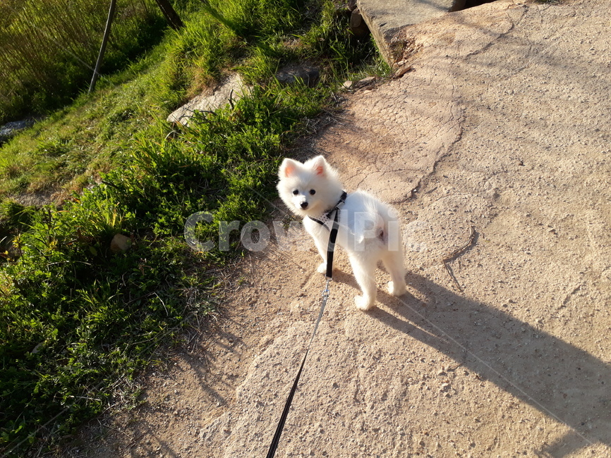 산책,강아지,폼피츠,puppy,cuteanimal,반려견,동물,동물,animal,포유류,mammal,개,강아지,dog,doggy