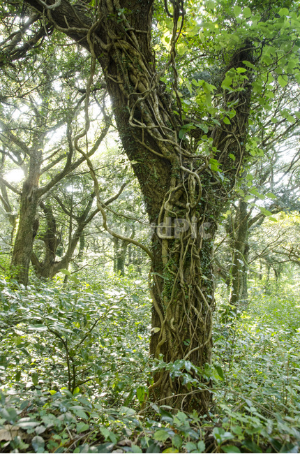 제주,제주도,비자림,비자나무,숲,나무,그린,초록,풍경,자연,배경,식물,자연,plants,nature,나무,trees,wood