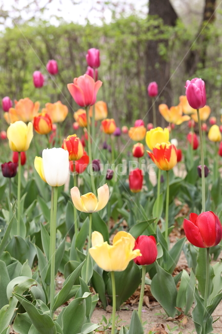 꽃,튤립,꽃밭,봄,계절,색깔,공원,자연,flowers,tulips,spring,season,park,colors,colorful,field,nature,봄,계절,spring,season,식물,자연,plants,nature,꽃,flower,plant,blossom