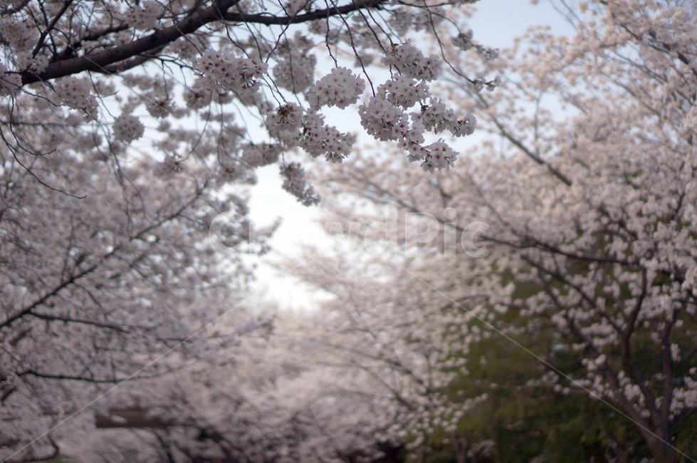 cherryblossom,flower,벚꽃,blossom,꽃,식물,자연,plants,nature,꽃,flower
