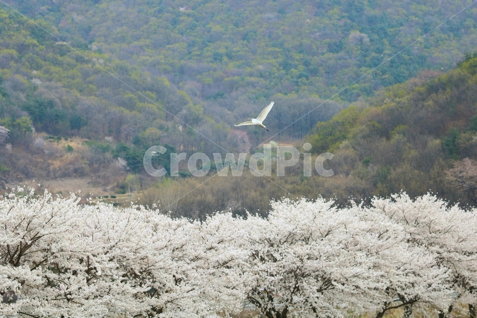 outdoors,plant,bird,새,두루미,벗꽃,봄,계절,spring,season,동물,animal,조류,새,birds,landscape,경치,nature,자연,옥외,scenery,풍경,식물