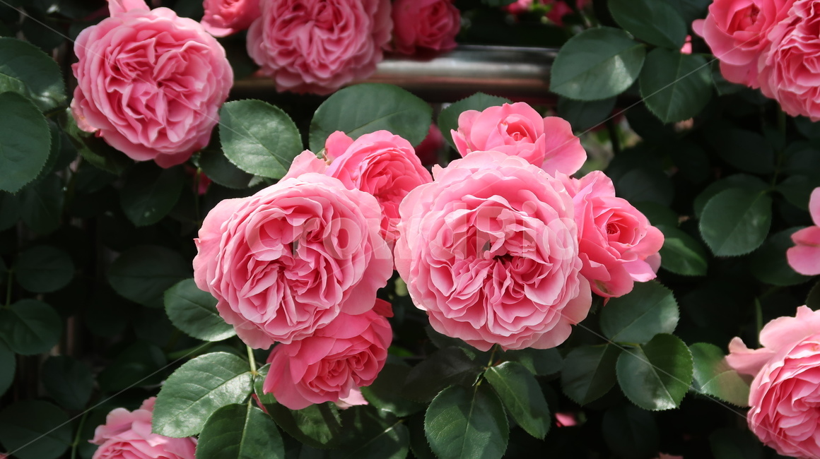 plant,flower,꽃,식물,blossom,rose,장미,분홍색,장미꽃,pink,여름,계절,식물,자연,plants,nature,꽃,flower