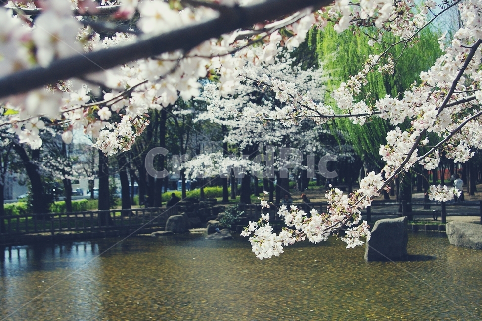 벚꽃,벚나무,cherryblossom,cherry,봄,spring,white,화이트,꽃,flower,연못,pond,봄,계절,spring,season,식물,자연,plants,nature,꽃,flower,감성,sensible,feeling,plant,blossom,cherry blossom