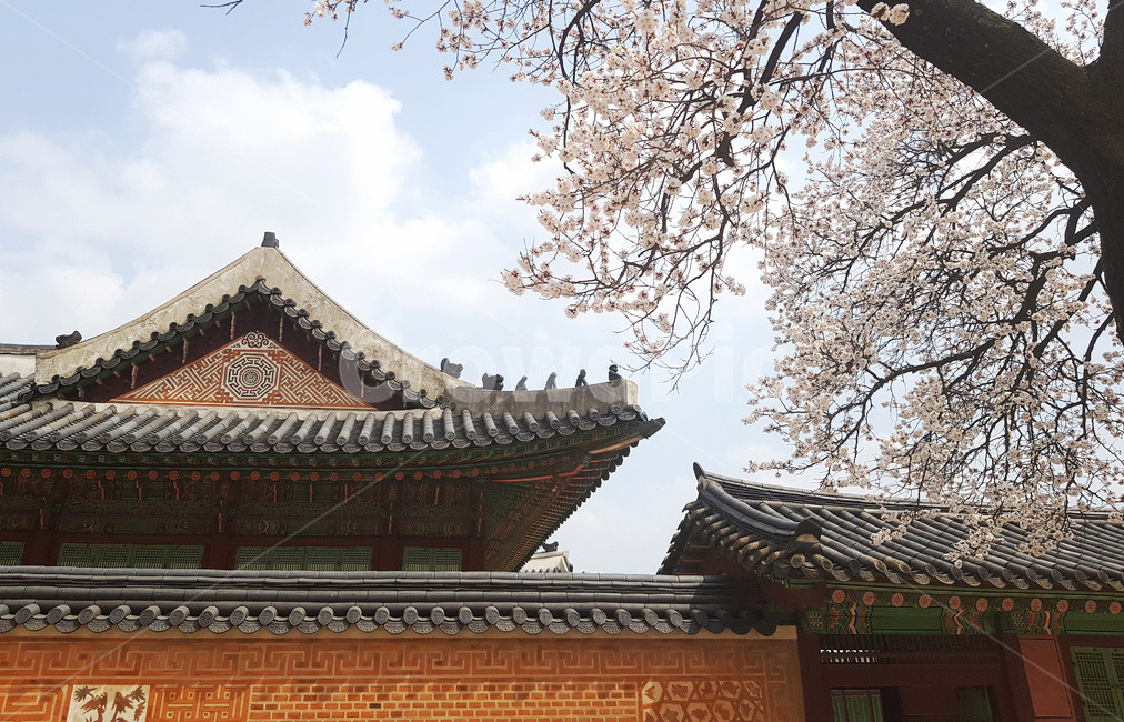 경복궁,전통,벚꽃,봄,궁,한옥,고궁,처마,gyeongbokgung,cherryblossom,tradition,spring,korea,flower,꽃,eaves,봄,계절,spring,season,한국전통,한국문화,korean traditional,korean culture,랜드마크,landmark,tourist attraction,한국랜드마크,한국관광지,한국명소,korea landmark,korea tourist attraction,건축물,건물외관,exterior,building,structure,architecture,construction,건물,pagoda,탑,temple,신전,worship,예배,shrine,신사