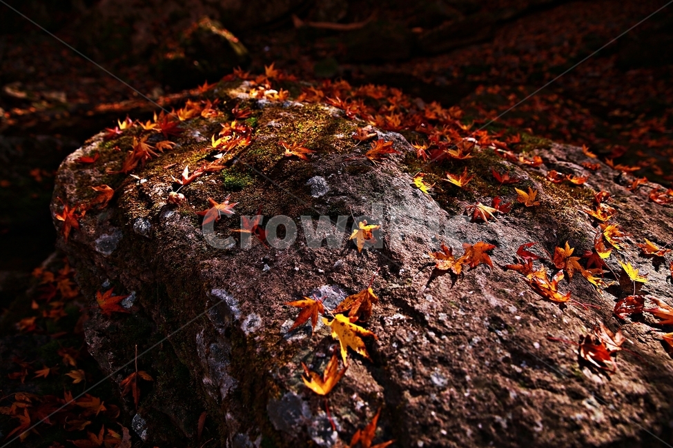 강천산,가을,순창,단풍,추색,가을,계절,fall,autumn,season,leaf,잎,plant,식물,ground,바닥,tree,나무