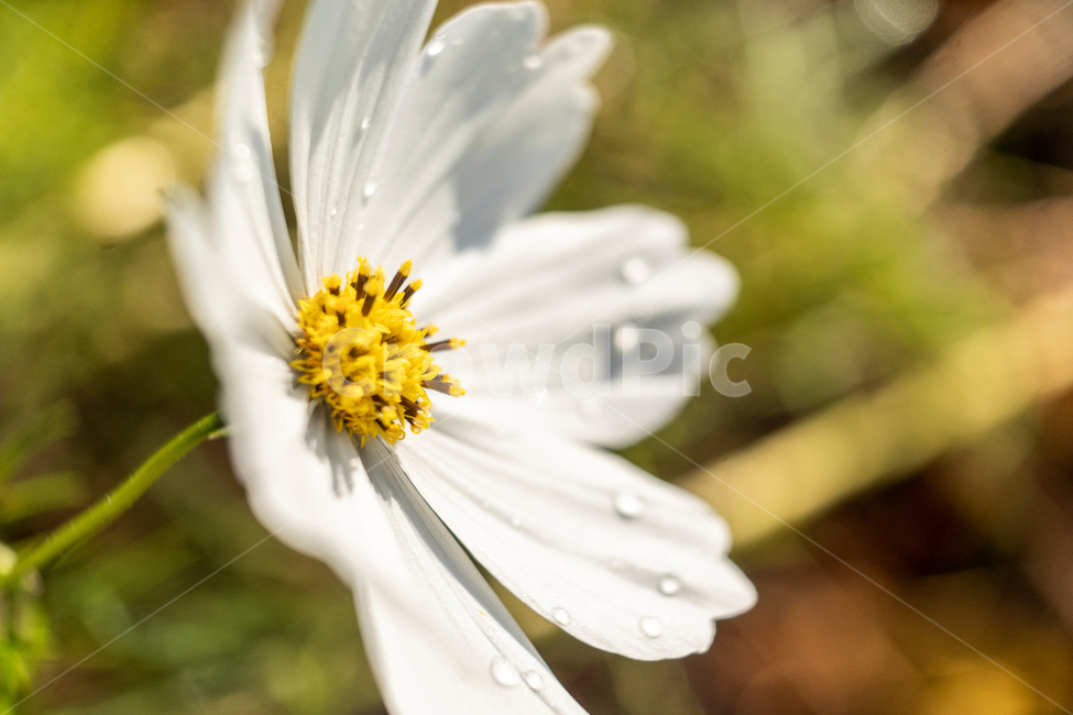 가을,흰꽃,코스모스,접사,이슬,아침이슬,아침,가을,계절,fall,autumn,season,식물,자연,plants,nature,꽃,flower,plant