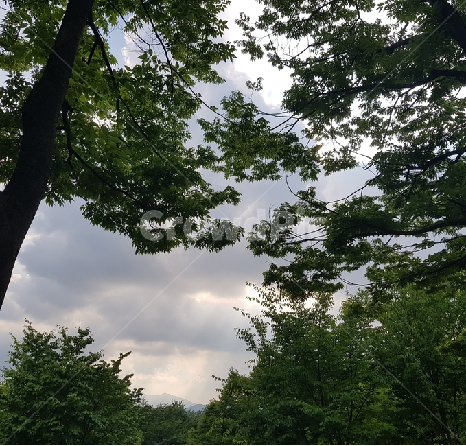 나무,하늘,흐림,푸른,풍경,나무줄기,plant,sky,자연