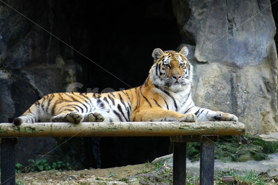 호랑이,동물원,맹수,고양이과,포유류,타이거,tiger,동물,animal,포유류,mammal