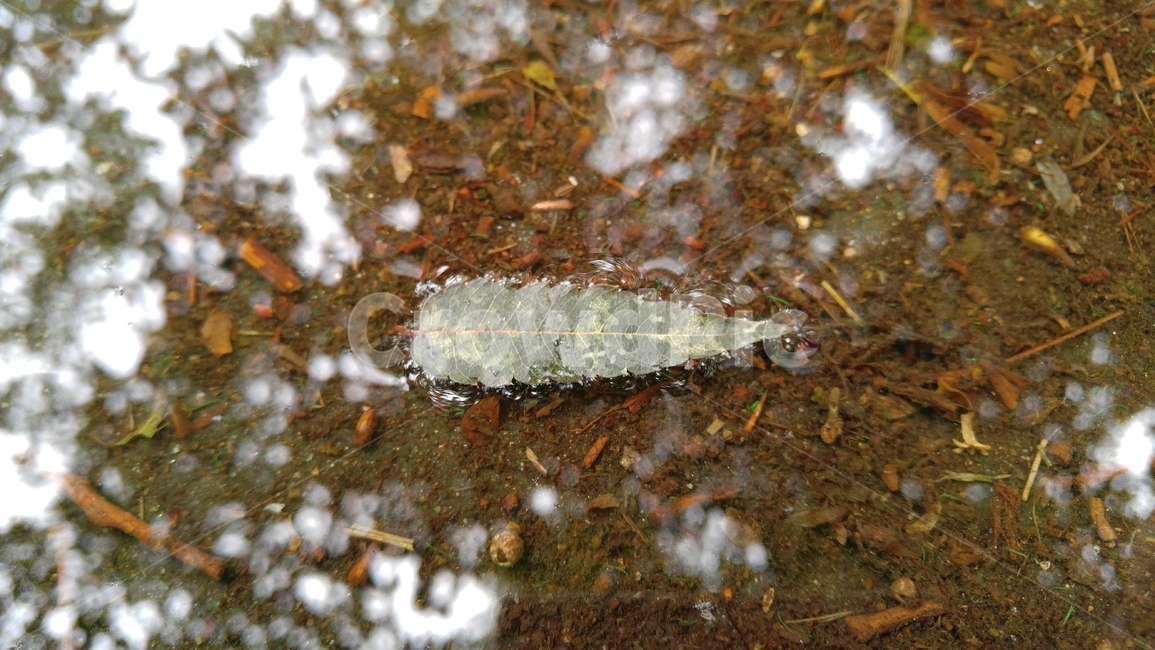 나뭇잎,잎,물,그림자,갈색,떠있는,배경,leaf,water,shadow,brown,floating,background