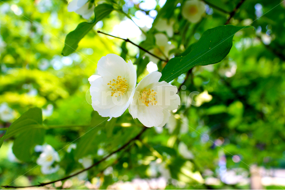 봄,꽃,자연,클로즈업,접사,흰꽃,여름,흰색,화이트,식물,자연,plants,nature,꽃,flower