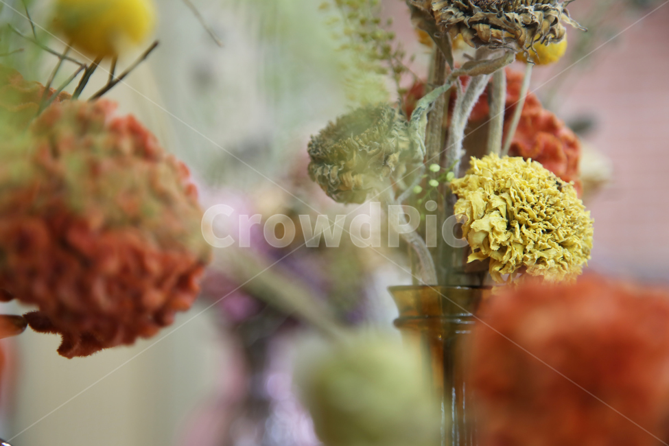 드라이플라워,맨드라미,골든볼꽃,인테리어,꽃장식,소품,꽃,flower,실내용화초,화분,화초,house plant