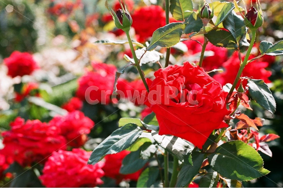 꽃,장미,화사한,필름,봄,감성,식물,자연,plants,nature,꽃,flower