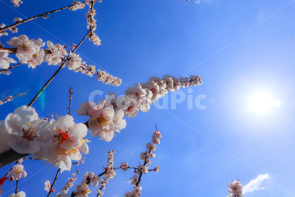 매화,꽃,나무,하늘,구름,봄,계절,spring,season,식물,자연,plants,nature,꽃,flower,plant,blossom