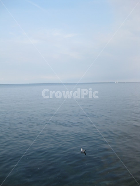 outdoors,자연,nature,야외,바다,갈매기,seagull,sea,blue,water,물,파랑,horizon,수평선,푸른색