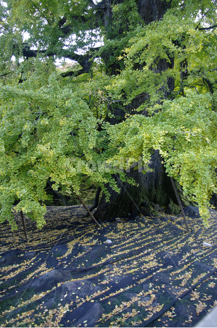 은행나무,잎,식물,plant,은행잎,은행알,식물,자연,plants,nature