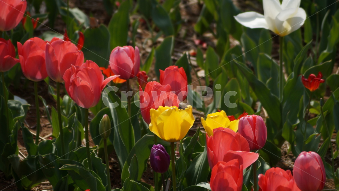튜립,튜립꽃,꽃,자연,풍경,봄,계절,spring,season,식물,자연,plants,nature,꽃,flower,plant,blossom