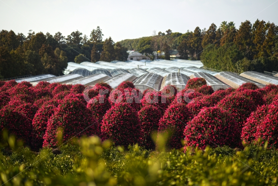 제주,위미리,동백,동백꽃,동백나무,겨울,꽃,자연,풍경,nature,landscape,outdoors,옥외,blossom,flower,plant,식물,geranium,제라늄