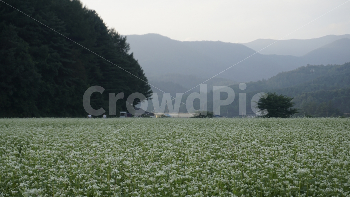 봉평,강원도,메밀꽃,이효석,대관령,자연,풍경,nature,landscape,plant,식물,grass,잔디,outdoors,옥외,field,들