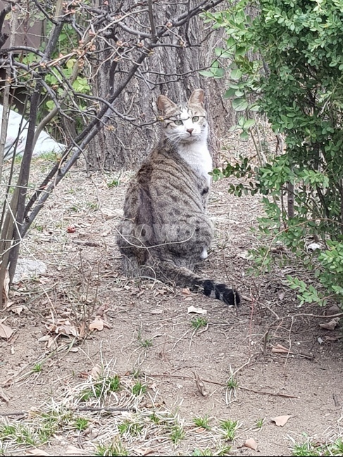 고양이,길고양이,야생고양이,동울,고양이뒷모습,자연,동물,animal,포유류,mammal,고양이,cat,kitten,kitty