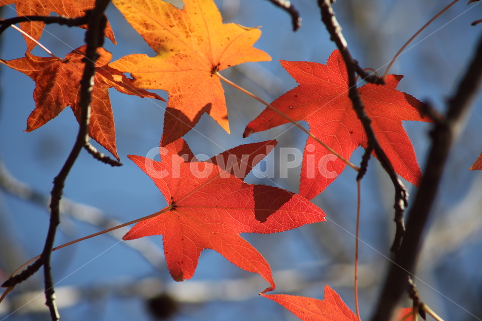 단풍,미국풍나무,가을,liquidambarstyraciflua,sweetgum,가을,계절,fall,autumn,season,식물,자연,plants,nature,plant,leaf,잎,tree,나무,maple