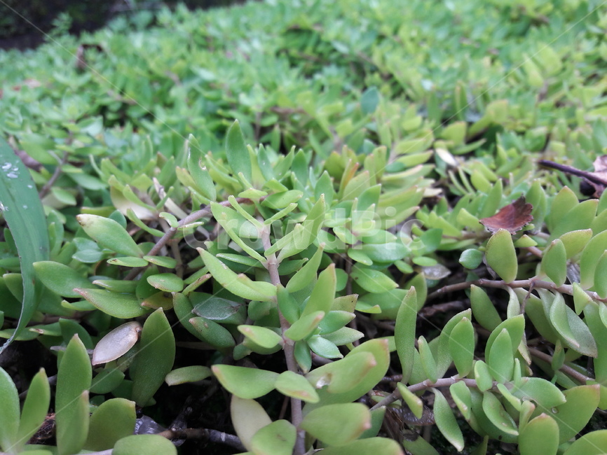 자연,돈나물,초록색,식물,바닥,식물,자연,plants,nature