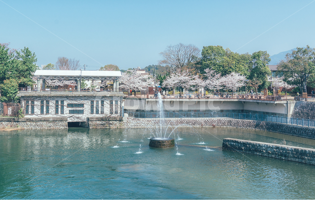 일본,교토,호수,벚꽃,봄,풍경,맑은날,분수,하늘,산책,lake,봄,계절,spring,season,도시,풍경,city,landscape,해외,외국,세계,foreign,oversea,world,세계도시풍경,해외도시풍경,외국도시풍경,world cityscape,water,물