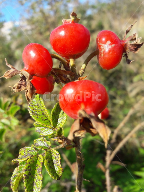 열매,fruit,식물,plant,sweetbrier,과일,열매,fruit