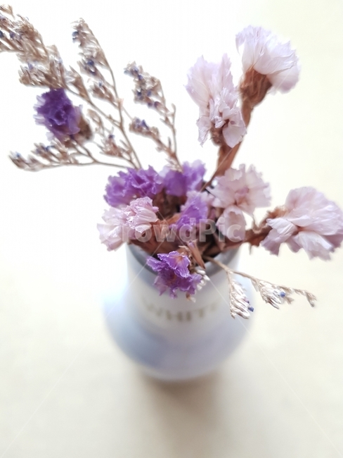 드라이플라워,장미꽃,보라꽃,dryflower,꽃,식물,자연,로즈,rose,말린꽃,꽃꽂이,예쁜꽃,아름다운,디자인,시안,꽃사진,예쁜,prettyflower,연핑크,보라색,광고디자인,웹디자인,식물도감,야생화,들꽃,배경,느낌,감성,인쇄,전단,잡지wepdesign,design,advertisement,column,컬럼,뉴스레터,마케팅,홍보물,홍보,식물,자연,plants,nature,꽃,flower,실내용화초,화분,화초,house plant,인테리어,실내디자인,interior design