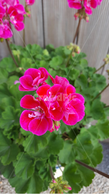 꽃,생화,야생화,근접,flower