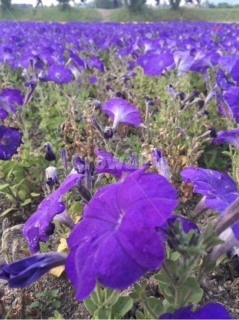 비올라,식용꽃,제비꽃,팬지,종지나물,viola,flower