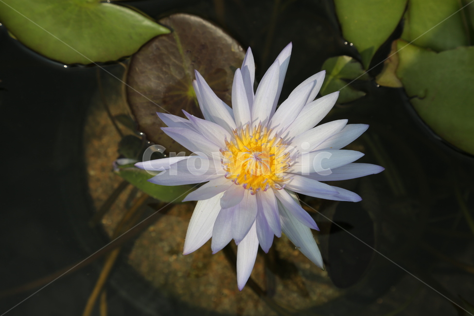 꽃,연꽃,자연,여름,흰색,식물,자연,plants,nature,꽃,flower