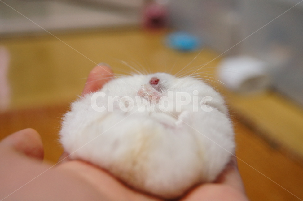 햄스터,푸딩햄스터,뚱뚱,지방,돼지,노랑색,노란색,퍼진,늘어진