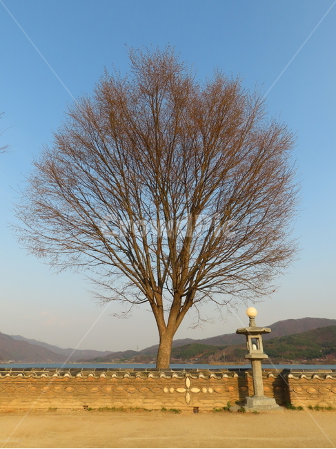 경기도,양평군,두물머리,양수리,나무,자연,풍경,nature,landscape,tree,plant,식물,tree trunk,나무 줄기